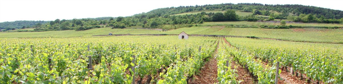 Domaine Remi Jobard Domaine Remi Jobard