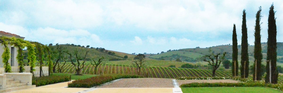 Cecchi Cecchi