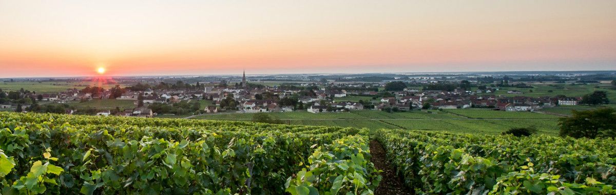 Domaine Alain Chavy Domaine Alain Chavy