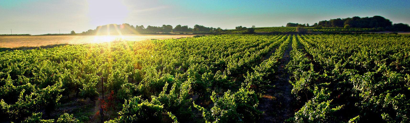 Представляем вашему вниманию Picpoul de Pinet от Domaine Felines Jourdan Представляем вашему вниманию Picpoul de Pinet от Domaine Felines Jourdan