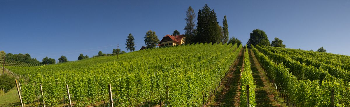 WEINGUT SKOFF / ВАЙНГУТ СКОФФ